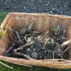 Business 2 image BEAUTIFUL GARDEN Tree Work & Forestry Services in Dublin IE


