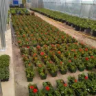 Business 1 image BEECHDALE GARDEN CENTRE Tool Design & Manufacture in Wexford WX