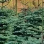 Business 1 image CORK CHRISTMAS TREES Shopping in Cork CO