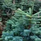 Business 2 image CORK CHRISTMAS TREES Shopping in Cork CO