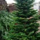 Business 3 image CORK CHRISTMAS TREES Shopping in Cork CO