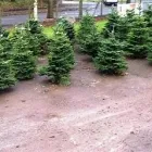 Business 4 image CORK CHRISTMAS TREES Shopping in Cork CO