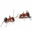 Business 1 image ES PEST CONTROL Pest & Animal Control in Tipperary TA
