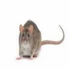 Business 3 image ES PEST CONTROL Pest & Animal Control in Tipperary TA