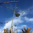 Business 2 image FLANNERY’S TREE CARE Trees & Shrubs in Dublin IE


