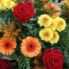 Business 1 image INTERIOR PLANTS Shopping in Dublin IE


