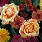 Business 2 image INTERIOR PLANTS Shopping in Dublin IE


