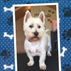 Business 1 image JANETS GROOMING PARLOUR Pet Grooming Services in Tramore WD