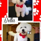 Business 2 image JANETS GROOMING PARLOUR Pet Grooming Services in Tramore WD