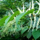 Business 4 image JAPANESE KNOTWEED IRELAND LTD Real Estate & Home Improvement in Cork CO