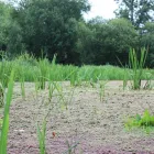 Business 5 image JAPANESE KNOTWEED IRELAND LTD Real Estate & Home Improvement in Cork CO
