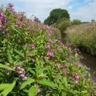 Business 6 image JAPANESE KNOTWEED IRELAND LTD Real Estate & Home Improvement in Cork CO