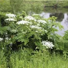 Business 7 image JAPANESE KNOTWEED IRELAND LTD Real Estate & Home Improvement in Cork CO