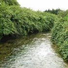 Business 8 image JAPANESE KNOTWEED IRELAND LTD Real Estate & Home Improvement in Cork CO