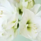 Business 1 image RAMON MASSEY & SON Travel & Tourism in Walkinstown D