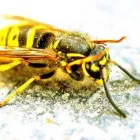 Business 4 image RAPTOR PEST CONTROL Window Manufacturers & Suppliers in Ashbourne MH