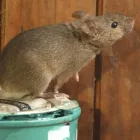 Business 1 image RENTOKIL PEST CONTROL SLIGO BRANCH Real Estate & Home Improvement in Collooney SO