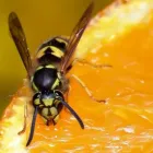 Business 4 image RENTOKIL PEST CONTROL SLIGO BRANCH Real Estate & Home Improvement in Collooney SO