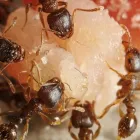 Business 5 image RENTOKIL PEST CONTROL SLIGO BRANCH Real Estate & Home Improvement in Collooney SO