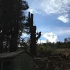 Business 2 image SCANLON TREE SERVICES Tree Work & Forestry Services in Wicklow WW