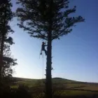 Business 3 image SCANLON TREE SERVICES Tree Work & Forestry Services in Wicklow WW