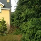 Business 5 image SCANLON TREE SERVICES Tree Work & Forestry Services in Wicklow WW