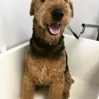 Business 2 image THE GROOMING COMPANY Veterinarians in Blanchardstown D