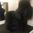 Business 3 image THE GROOMING COMPANY Veterinarians in Blanchardstown D