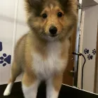 Business 4 image THE GROOMING COMPANY Veterinarians in Blanchardstown D