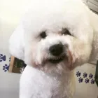 Business 5 image THE GROOMING COMPANY Veterinarians in Blanchardstown D