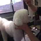 Business 2 image THE K9 CLUB MOBILE DOG GROOMING Shopping in Celbridge KE