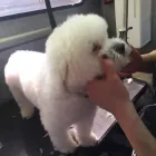 Business 3 image THE K9 CLUB MOBILE DOG GROOMING Shopping in Celbridge KE