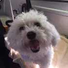 Business 5 image THE K9 CLUB MOBILE DOG GROOMING Shopping in Celbridge KE