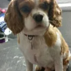 Business 6 image THE K9 CLUB MOBILE DOG GROOMING Shopping in Celbridge KE