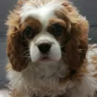 Business 7 image THE K9 CLUB MOBILE DOG GROOMING Shopping in Celbridge KE