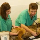 Business 1 image THE NORTH DUBLIN ORTHOPAEDIC ANIMAL HOSPITAL Veterinarians in Baldoyle D