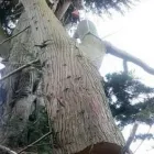 Business 1 image TREEWORX Tree Work & Forestry Services in Navan MH