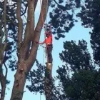 Business 2 image TREEWORX Tree Work & Forestry Services in Navan MH