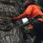 Business 4 image TREEWORX Tree Work & Forestry Services in Navan MH