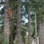 Business 6 image TREEWORX Tree Work & Forestry Services in Navan MH