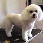 Business 1 image WAGGY TAILS DOG GROOMING Pet Grooming Services in Tipperary TA