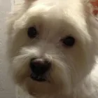 Business 2 image WAGGY TAILS DOG GROOMING Pet Grooming Services in Tipperary TA
