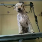 Business 3 image WAGGY TAILS DOG GROOMING Pet Grooming Services in Tipperary TA