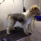 Business 5 image WAGGY TAILS DOG GROOMING Pet Grooming Services in Tipperary TA
