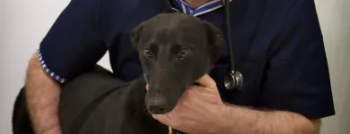Business 4 image ALL CARE VETERINARY CENTRE Veterinarians in Killarney KY