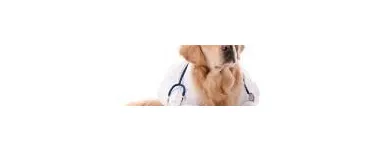 Business 6 image ALL CARE VETERINARY CENTRE Veterinarians in Killarney KY