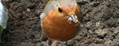 Business 4 image BEAUTIFUL GARDEN Tree Work & Forestry Services in Dublin IE


