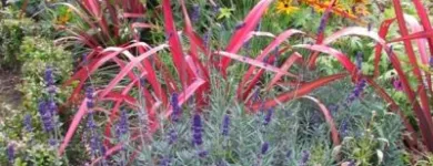 Business 1 image ELMA FENTON GARDEN ARCHITECTURE Real Estate & Home Improvement in Dublin IE


