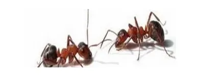 Business 1 image ES PEST CONTROL Pest & Animal Control in Tipperary TA