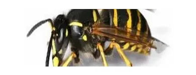 Business 2 image ES PEST CONTROL Pest & Animal Control in Tipperary TA